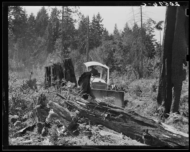 Bulldozer clearing trees away